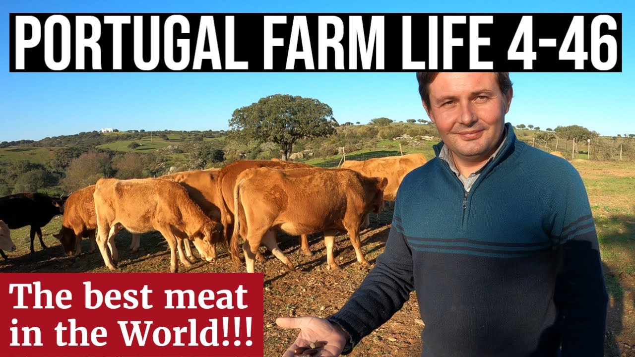 Growing the Best Meat in the World | Red Wagyu, Akaushi | PORTUGAL FARM LIFE S4-E46