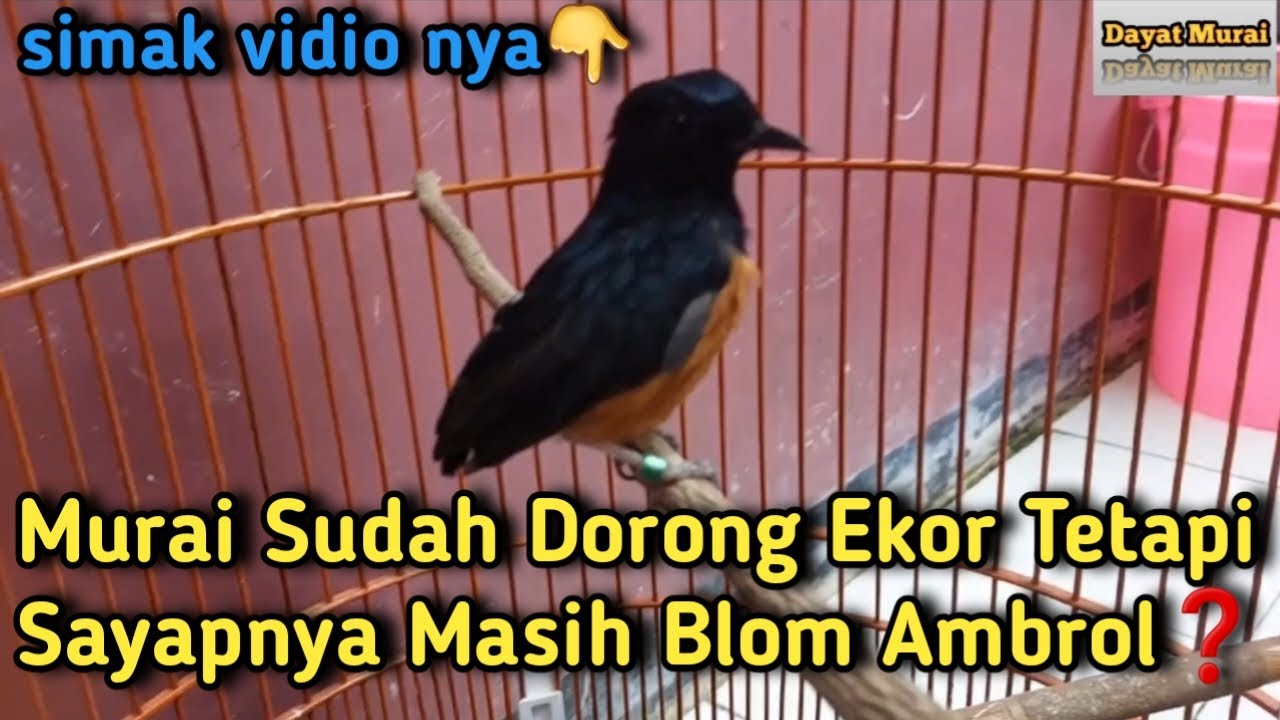 Murai Sudah Dorong Ekor Tetapi Sayap Nya masih tidak Ambrol❓️ Simak Perawatan Ampuh Nya❗️