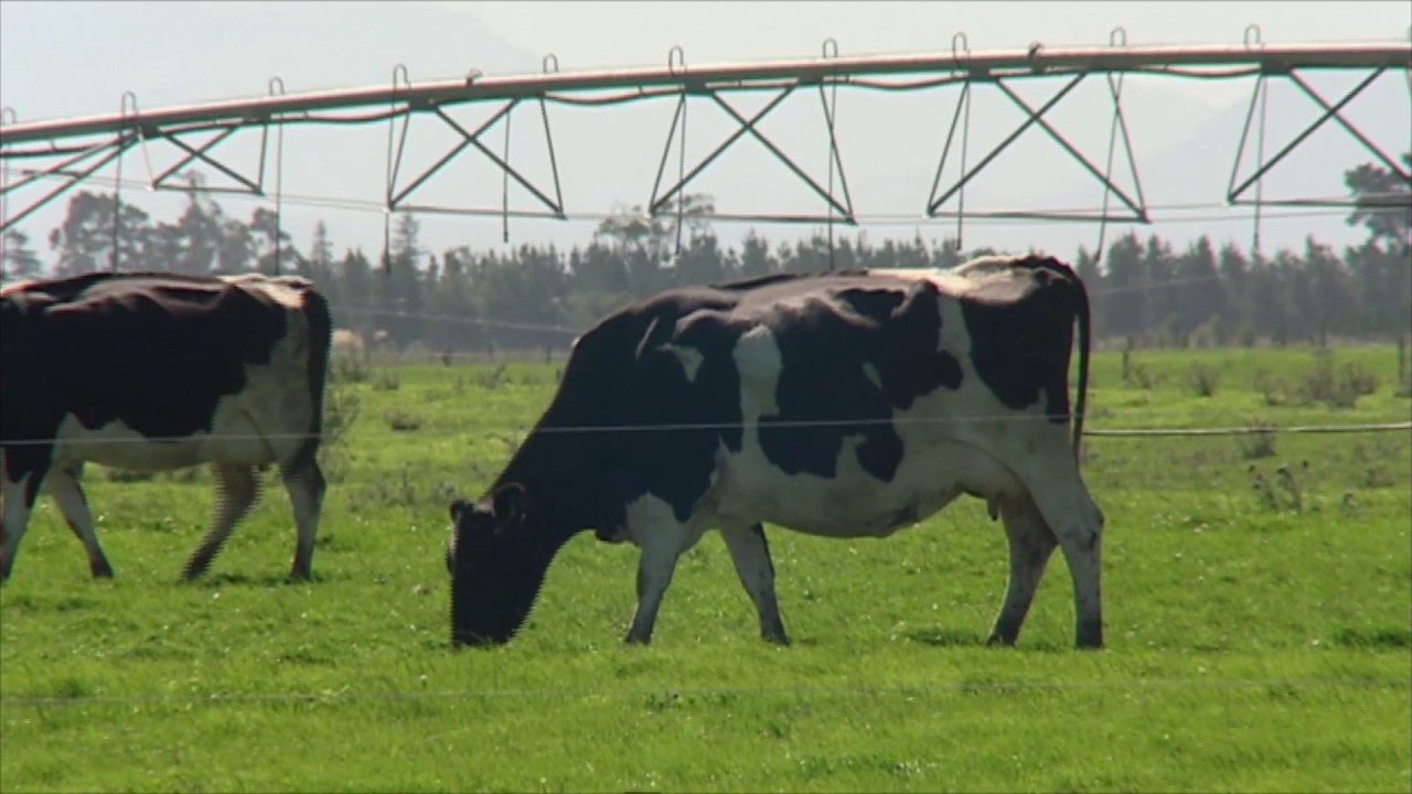 Synlait Dairy 2009