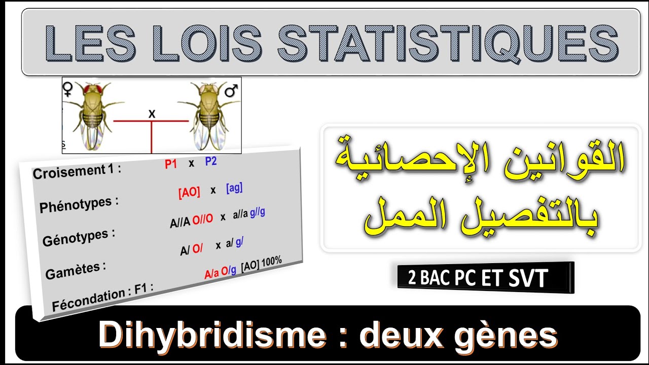 Génétique 5 : Les lois statistiques - Cas de Dihybridisme - Darija - BIOF ET ARABE