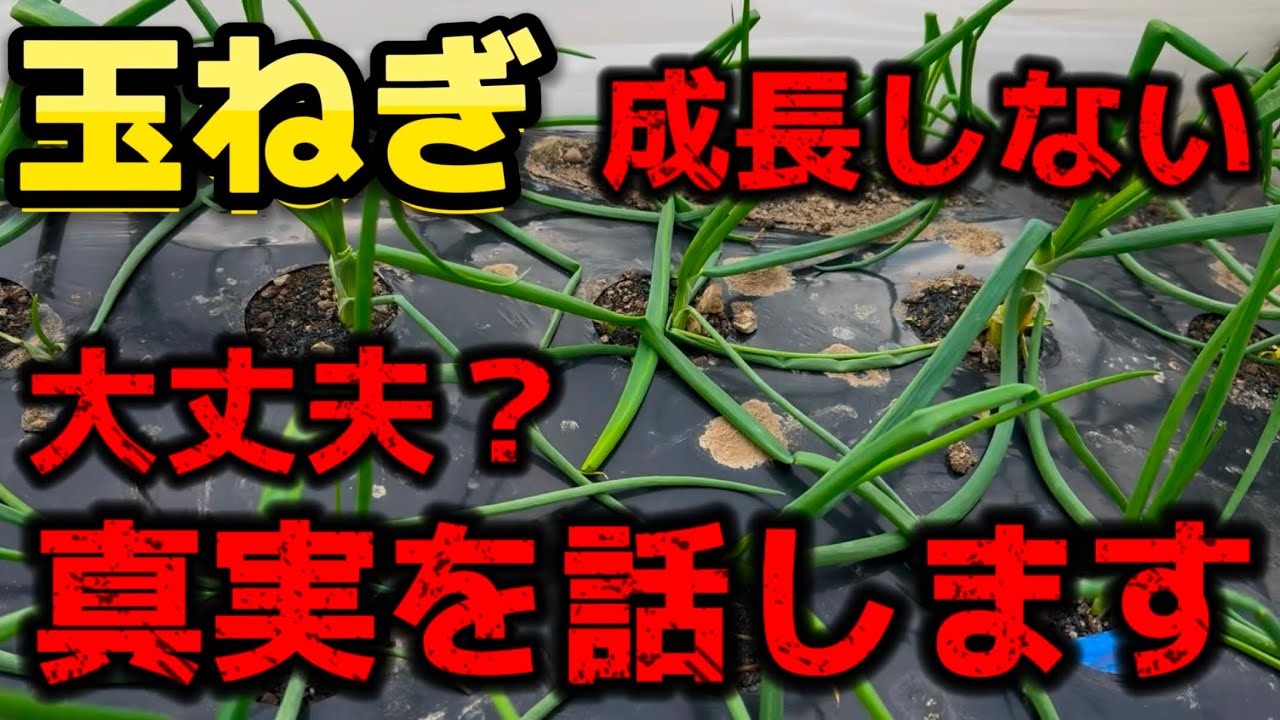 【玉ねぎ】大丈夫？成長しない理由と真実。葉っぱが黄色で小さいままコレでいいのか