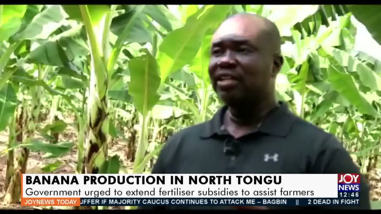 Banana Production In North Tongu: Government urged to extend fertilizer subsidies - (3-1-22)