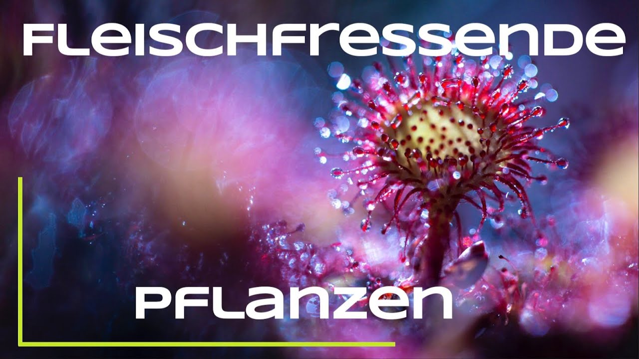 Fleischfressende Pflanzen in Deutschland - Sonnentau, Fettkraut und Co.
