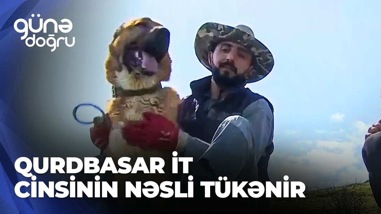 G&uuml;nə doğru | Azərbaycanda qurdbasar it cinsinin nəsli t&uuml;kənir