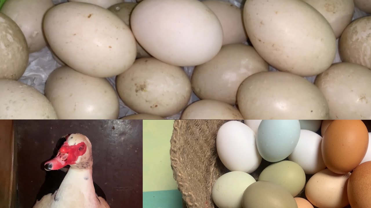 Индоутки радуют🦆🦆🦆🦆🦆🦆🦆