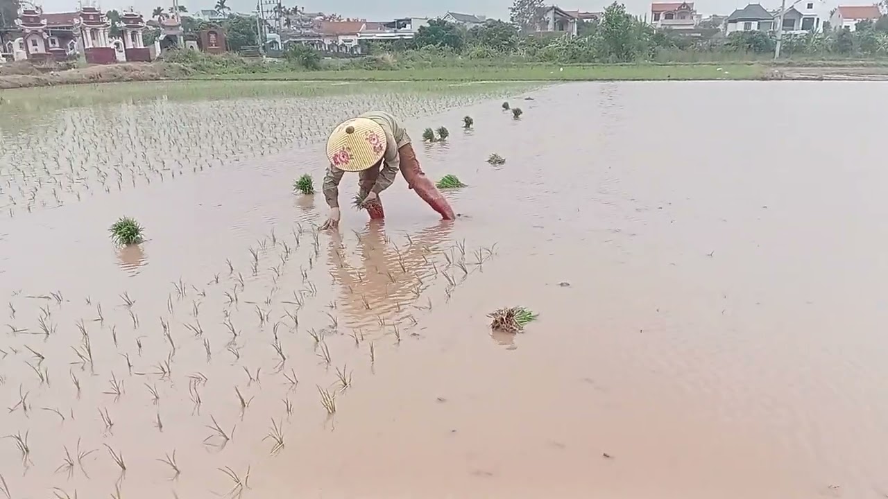 Sự phối hợp giữa các thành viên trong gia đình khi cấy lúa 