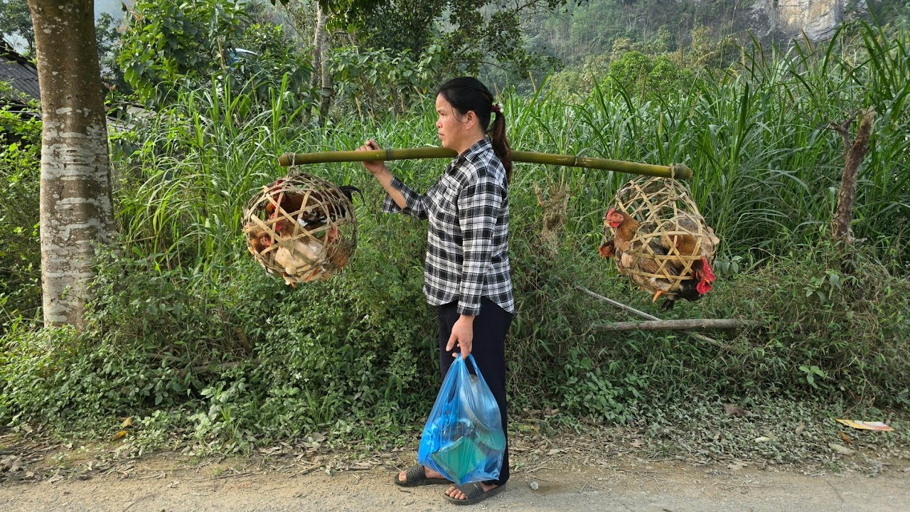 Harvest chickens bring to the market to sell-gardening/ Triệu Ghển