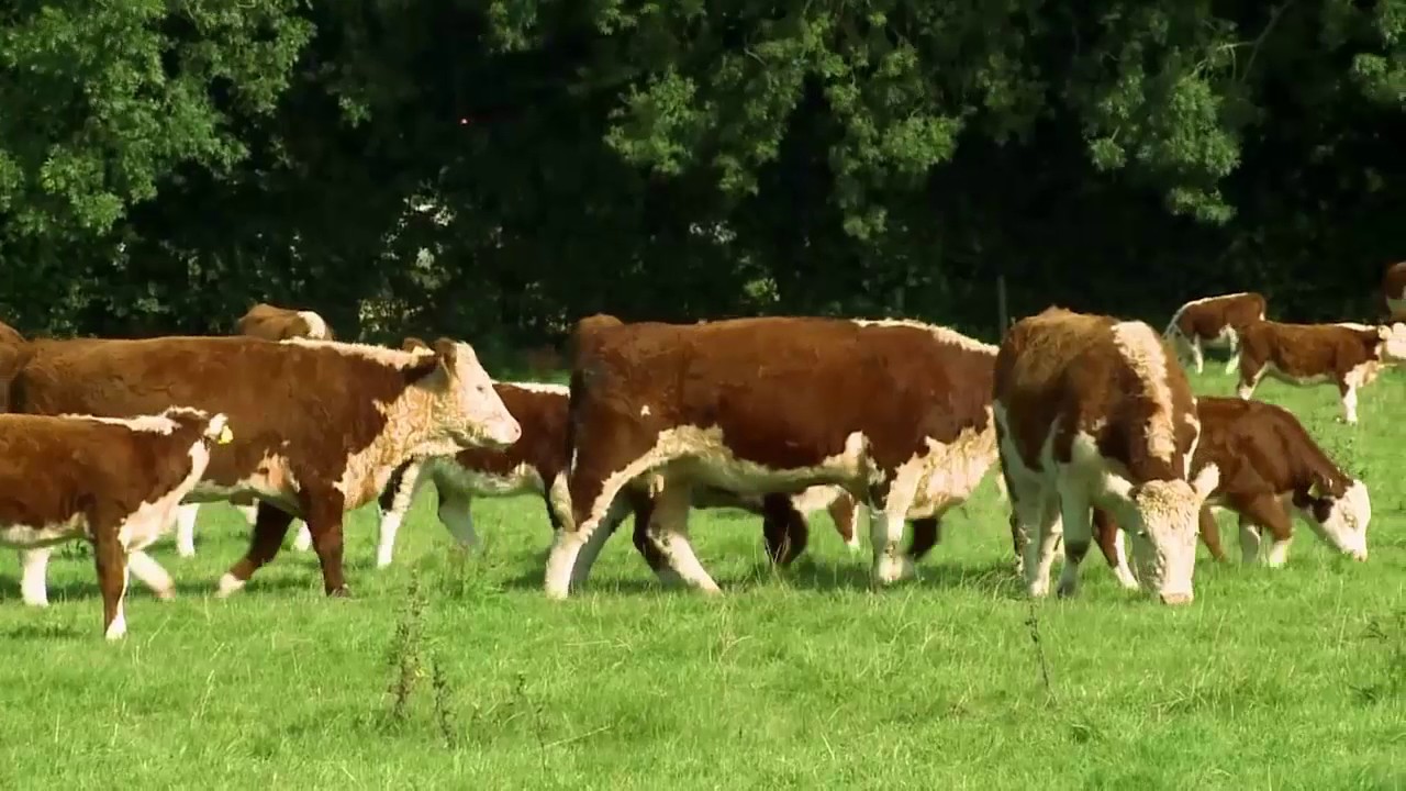 Dlaczego powinieneś wybrać bydło rasy Hereford?