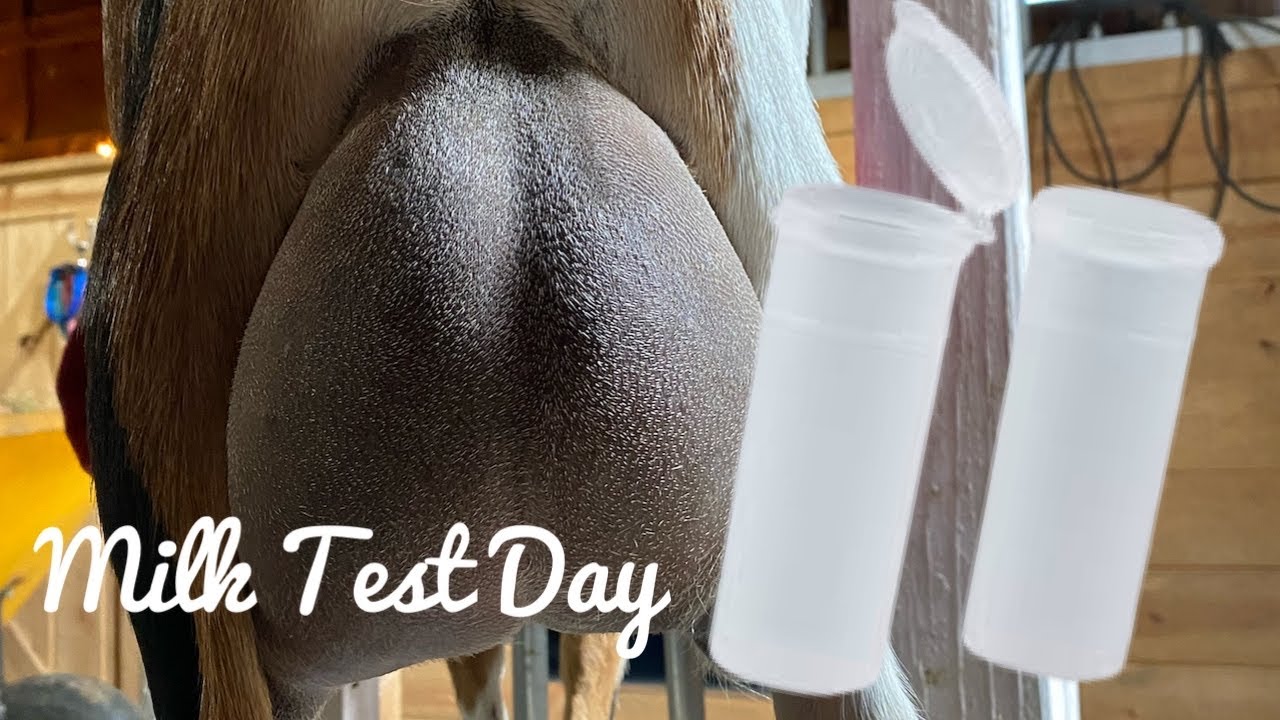 Milk Testing DHIA- Nigerian Dwarf Goats