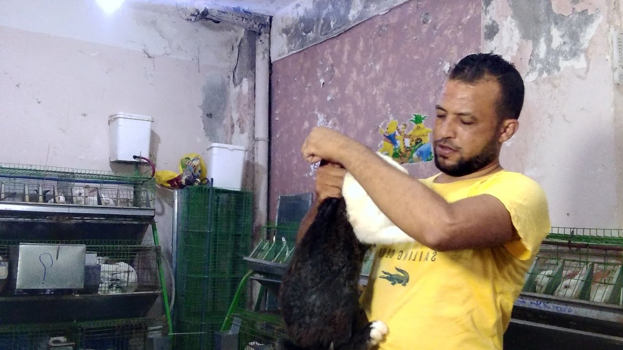 يعمل على البكتيريا عند الارنب والامراض التنفسيه والمعويه سحر بجد