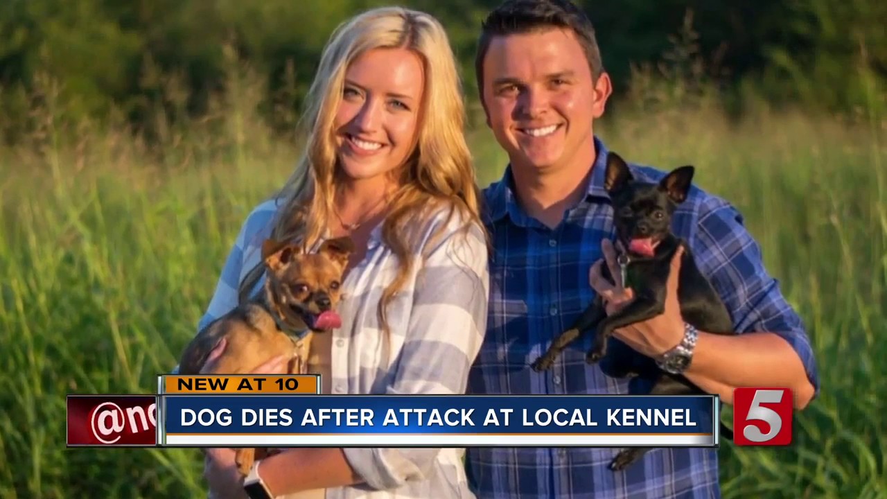 Family Pet Killed In Doggy Daycare Attack