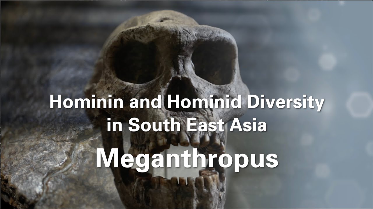 Windows into Human diversity: Hominin and Hominid Diversity in South East Asia (Meganthropus) 4/6