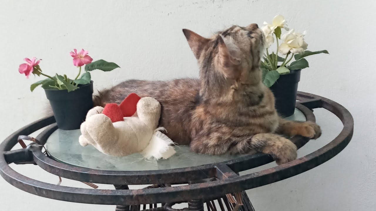 Cats & kittens are 881 & 790 & 716 & 633 & 532 & 515 & 467 & 391 & 276 & 238 & 138 &298 &232 &130&96