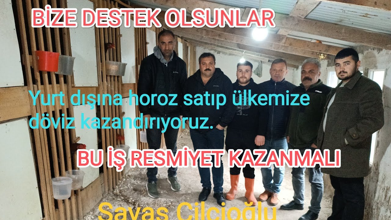 Horozcuların Beklentileri # Savaş Çilcioğlu Anlatıyor.