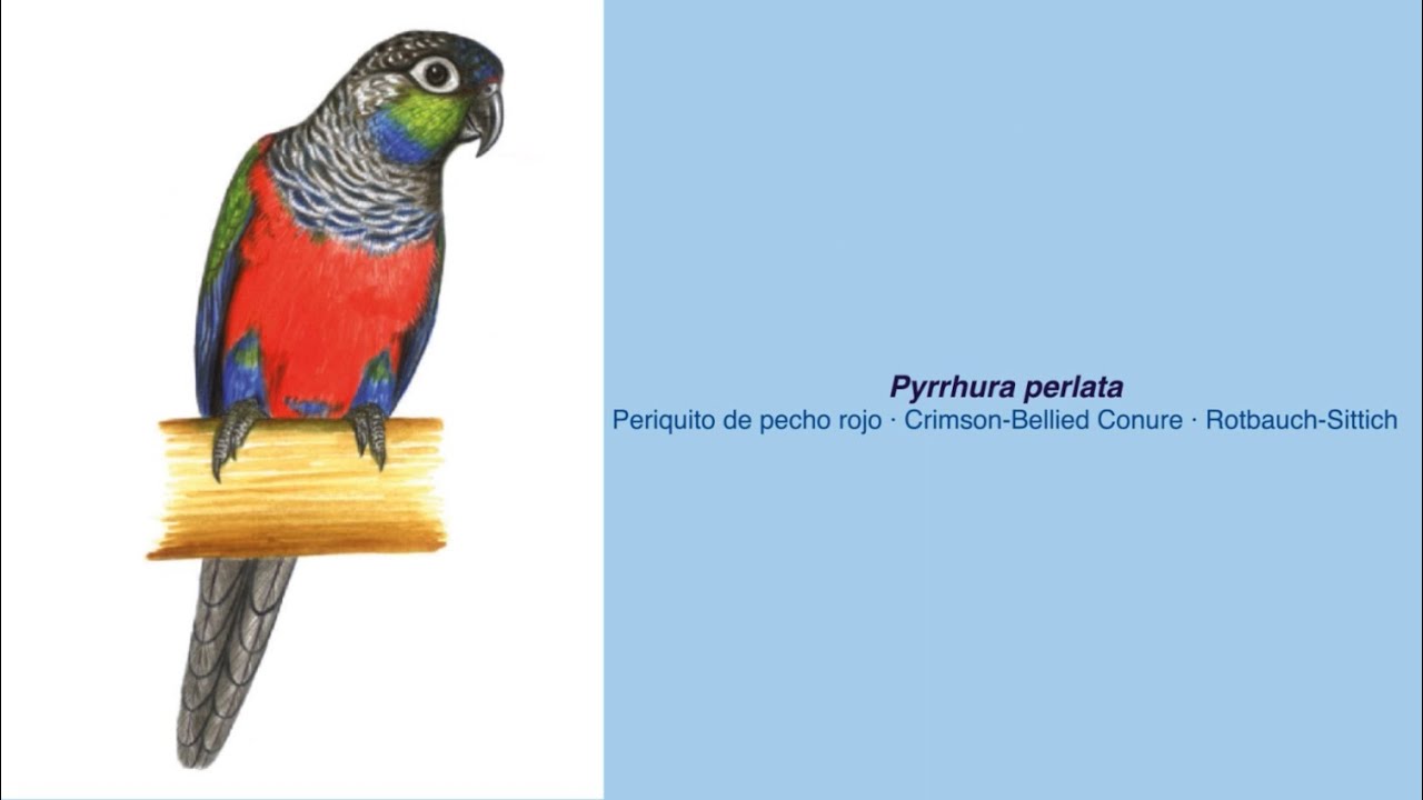 Video Encyclopedia of Parrot Species - #226 Pyrrhura perlata
