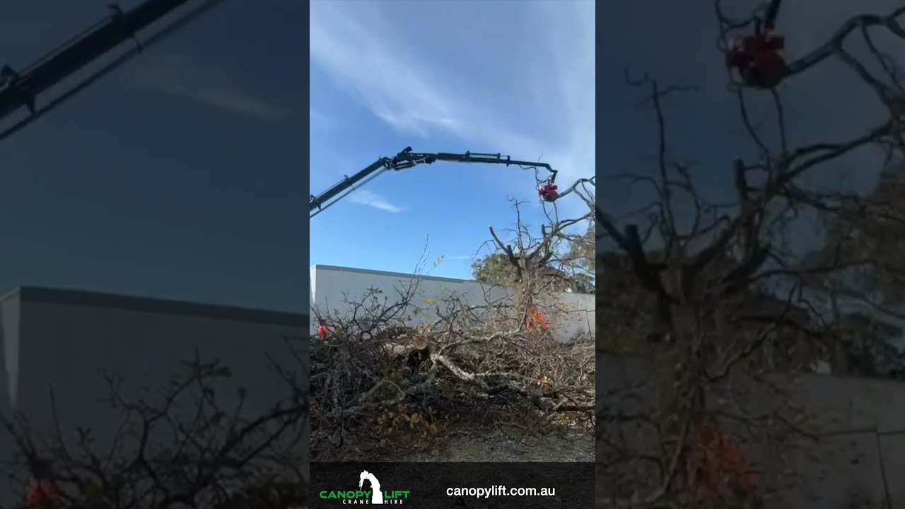 Dangerous Tree Overhanging Factory Time Lapse