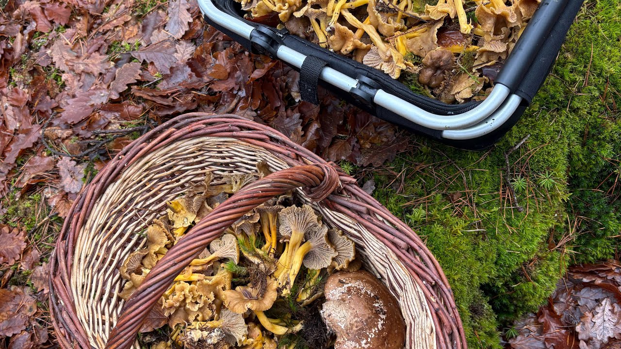 Chanterelles en tube , ça continu 👍
