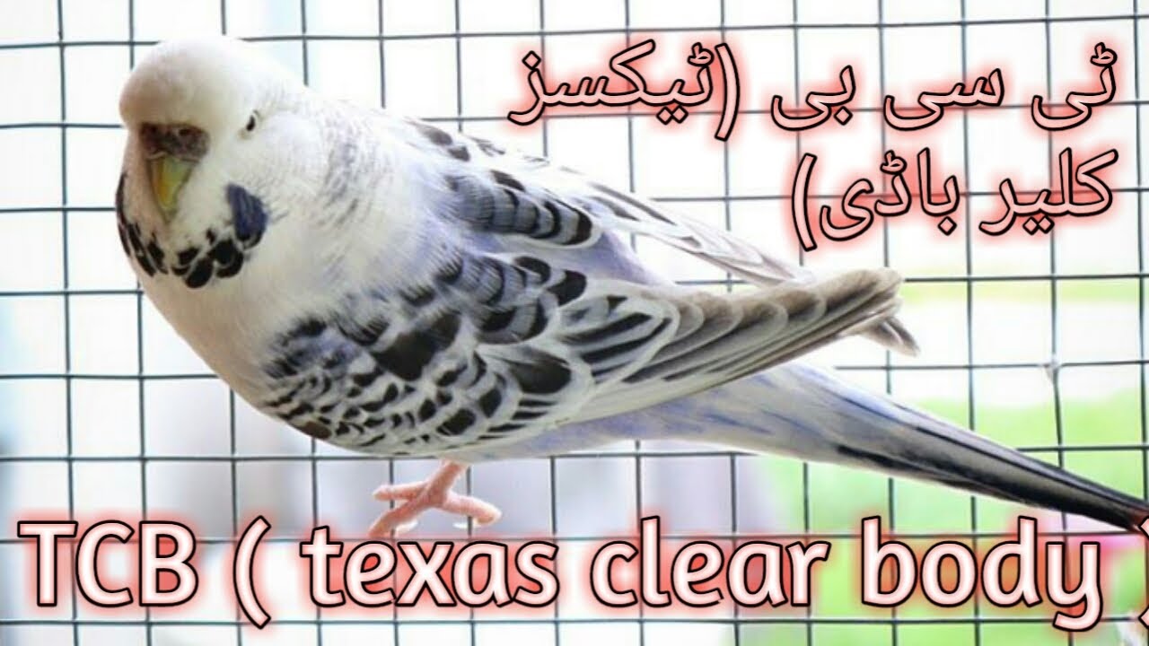 Tcb birds | tcb budgies | exhibition | texas clear body | birds TCB | #Adilaviarykarachi