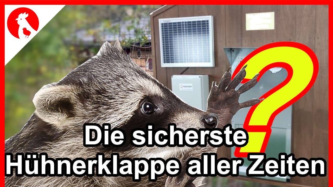 F201 Die sicherste Hühnerklappe aller Zeiten !! Alles aus Metall!! Jensman and the Huhns