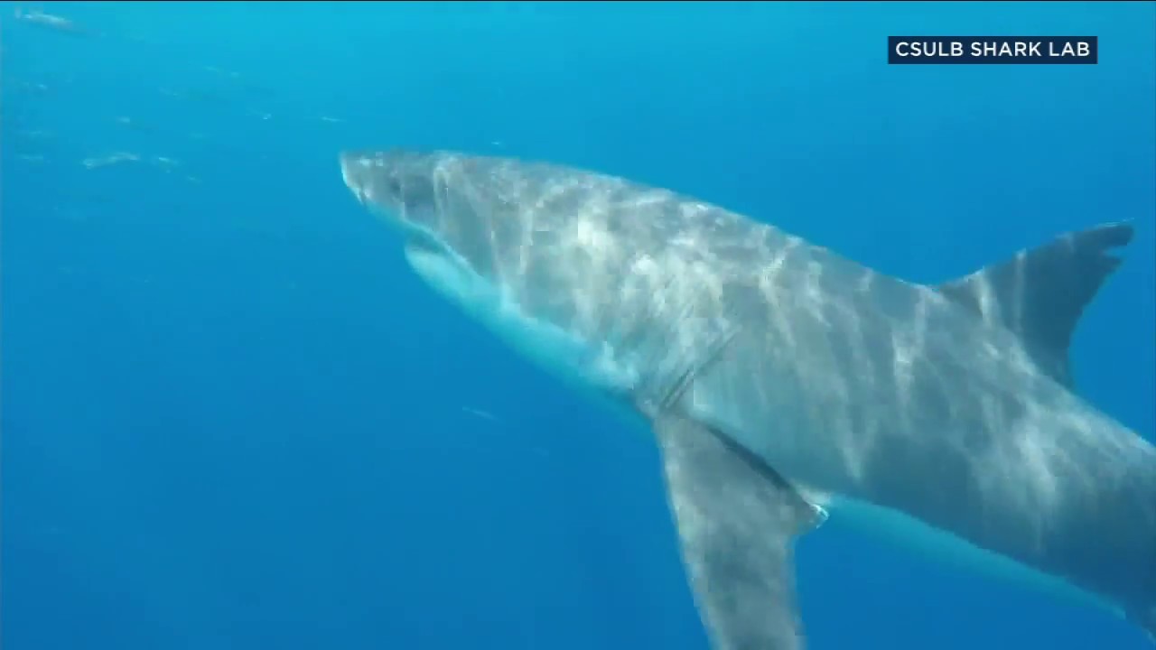 Long Beach shark lab runs out of money after increased sightings | ABC7