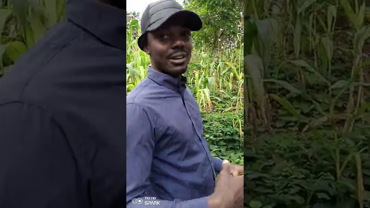 CULTURE DE LA PATATE DOUCE À BERTOUA ET BELABO, CAMEROUN.