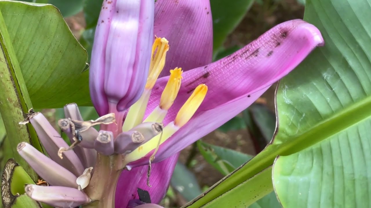 Martinique – Wunder der Natur im Inselbogen der Kleinen Antillen