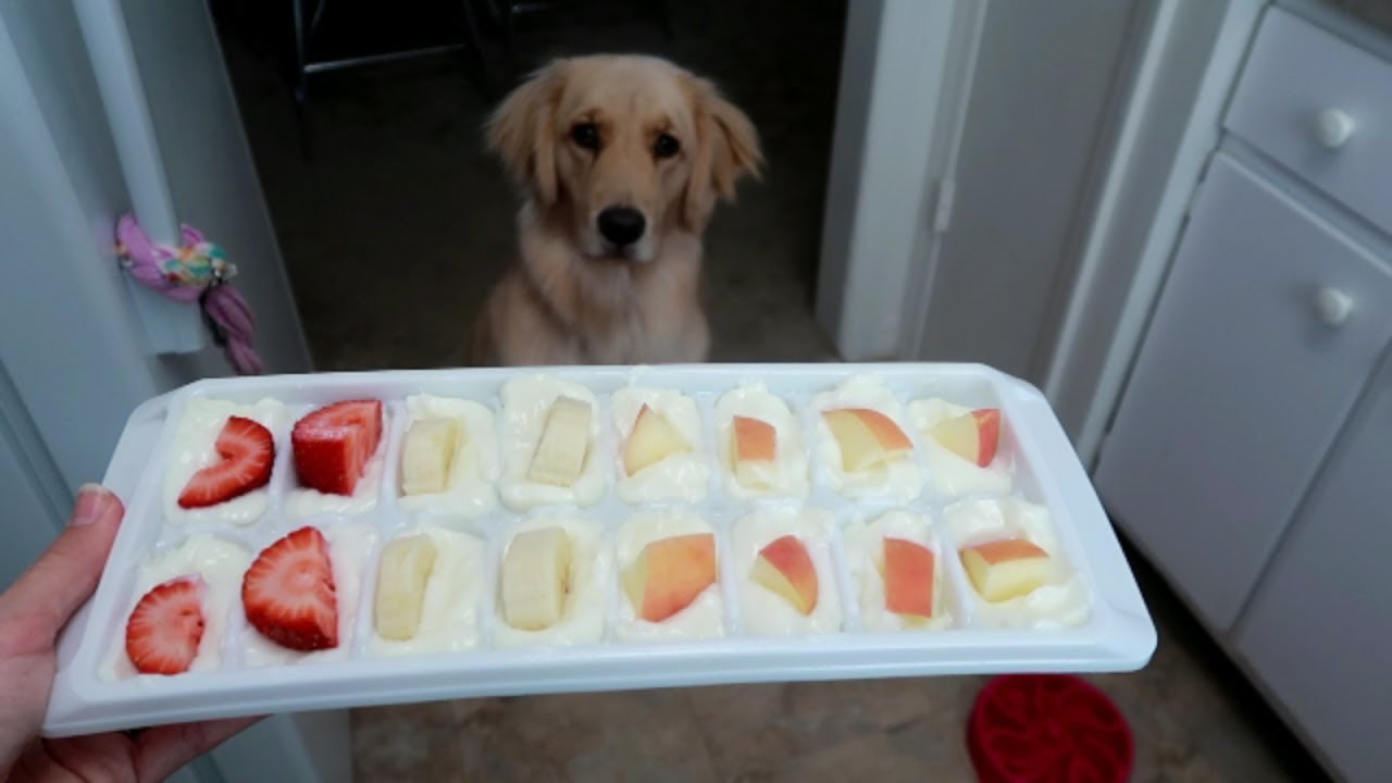 🐾 Doggie Yogurt Pops & Finding Hidden Treasure! 🎉 (7/24/17)