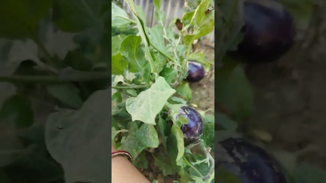 Lots of brinzal in our kitchen garden # Organic gardening# happy gardening