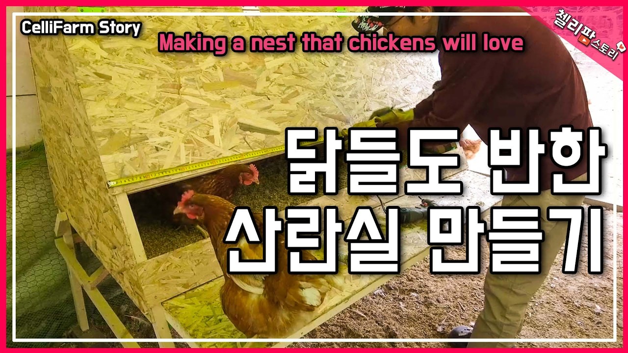 알 굴러 나오는 산란실 직접 만들었습니다 닭장 혁신 프로젝트We built our own egg-laying room, a chicken coop innovation project