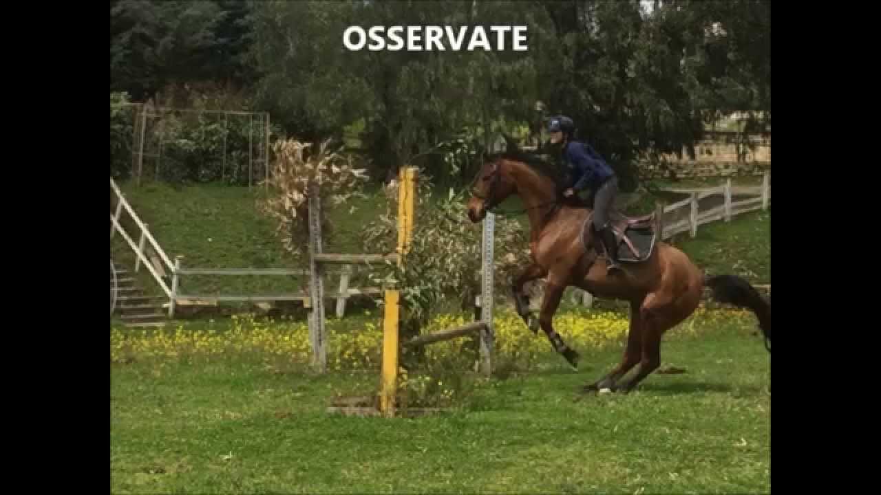 AIASE - UNA STORIA INCREDIBILE