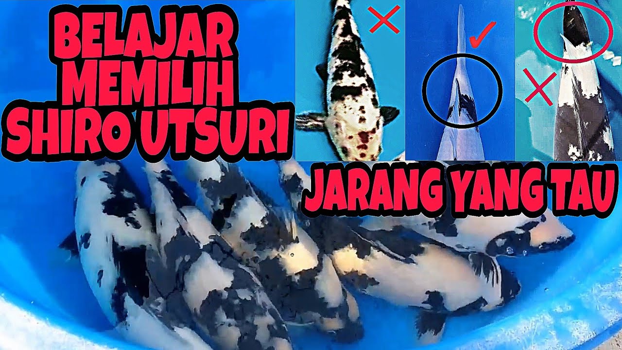 Memilih Koi Shiro | Koi Shiro Utsuri Yang Bagus | Memilih Shiro Utsuri | Memilih Koi Berkualitas