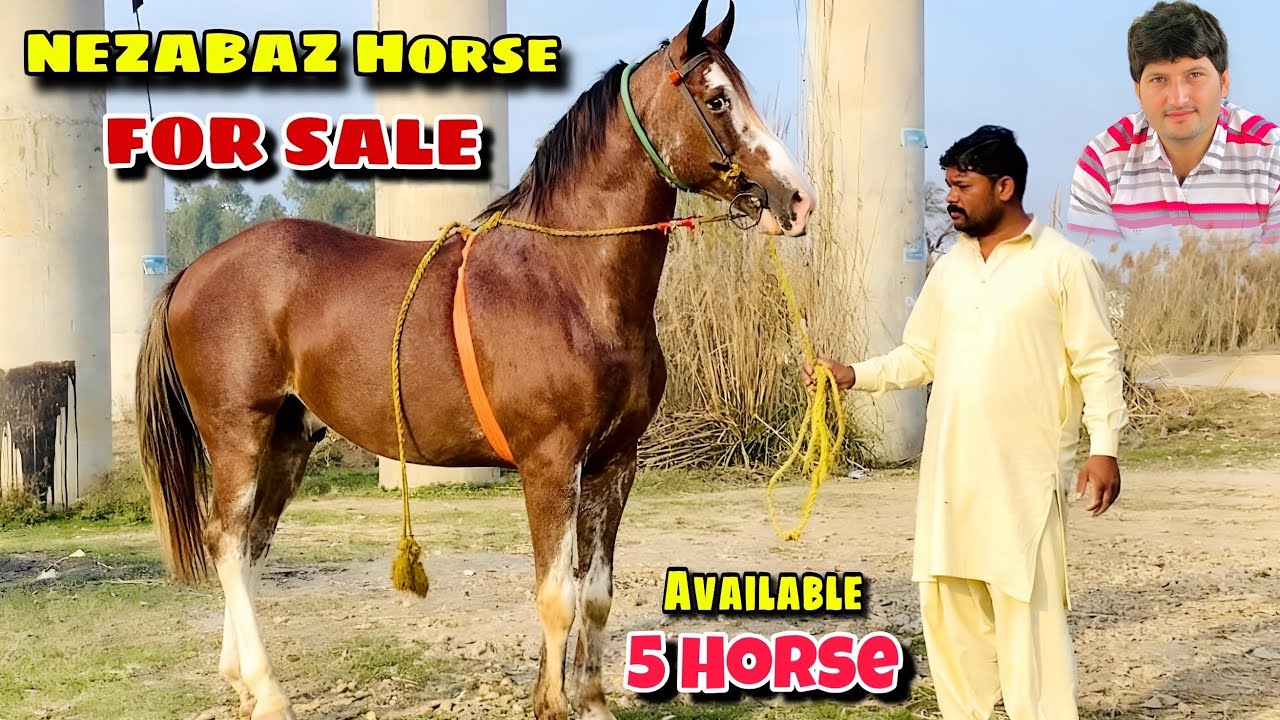 Horse For Sale In Pakistan | Desi Nezabaz Ghory For Sale | Breeder Ghori For Sale | Nezabaz horse