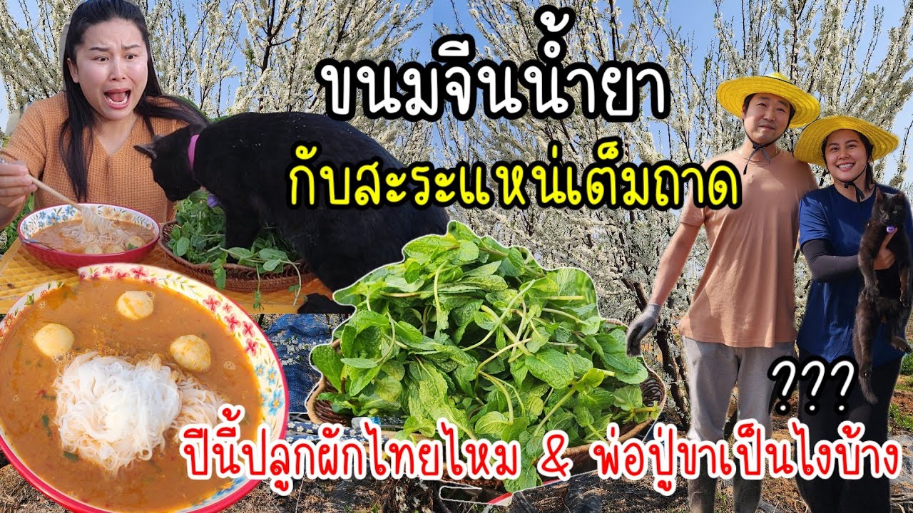 EP.858 กินผักสะระแหน่เต็มถาดกับขนมจีนน้ำยาอร่อยมาก ปีนี้ปลูกผักไทยไหม ? พ่อปู่ขาเป็นไงบ้าง ?