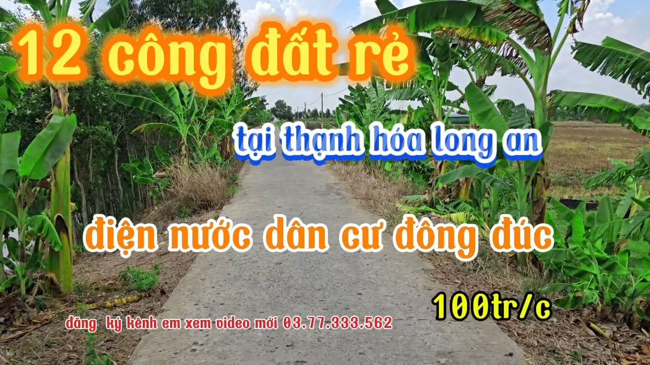 Bán 12 công đất lúa  giá rẻ tuột quần tại thạnh hóa long an