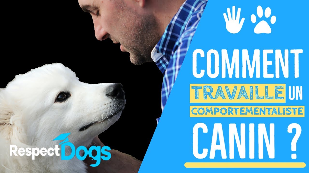 COMMENT TRAVAILLE UN COMPORTEMENTALISTE CANIN ?