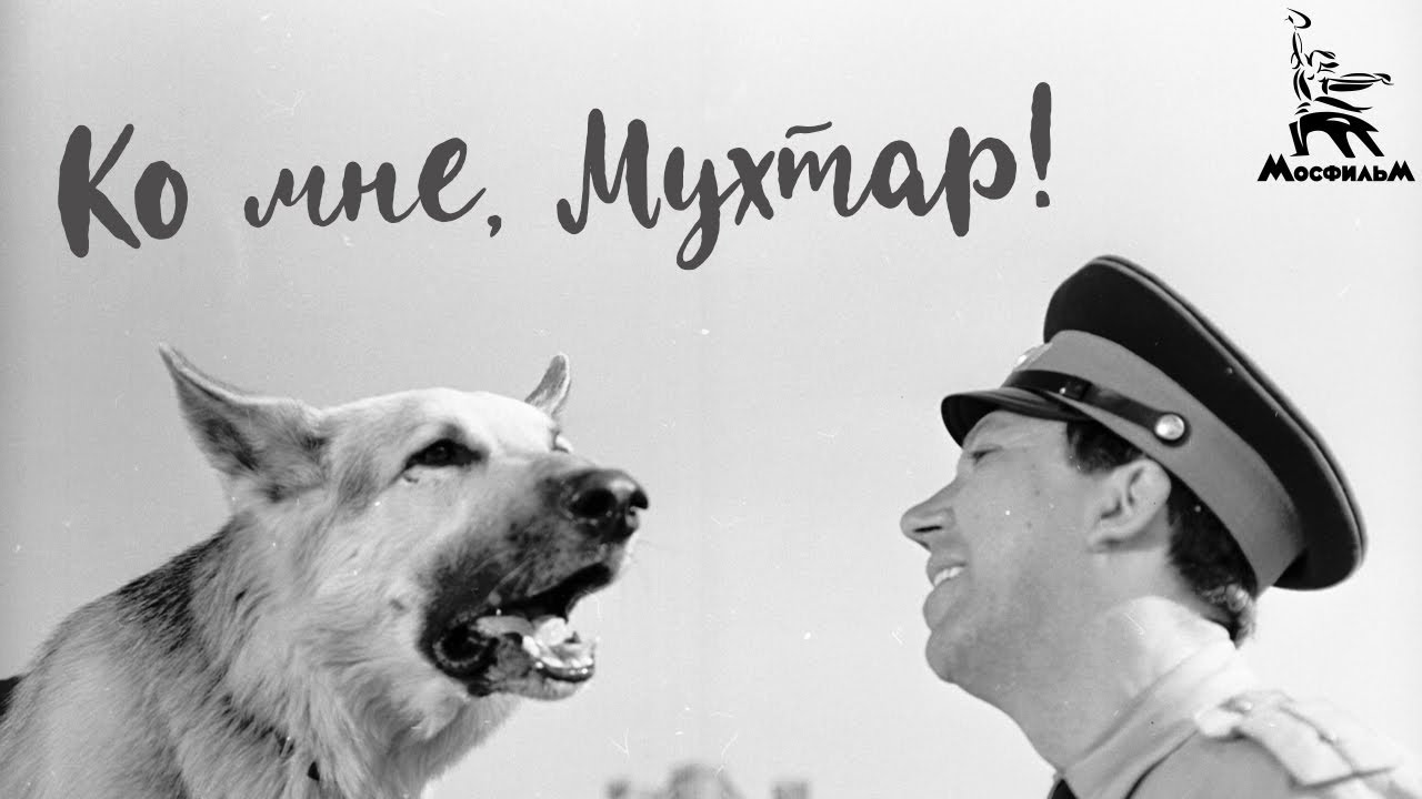 Ко мне, Мухтар! (4К, драма, реж. Семён Туманов, 1964 г.)