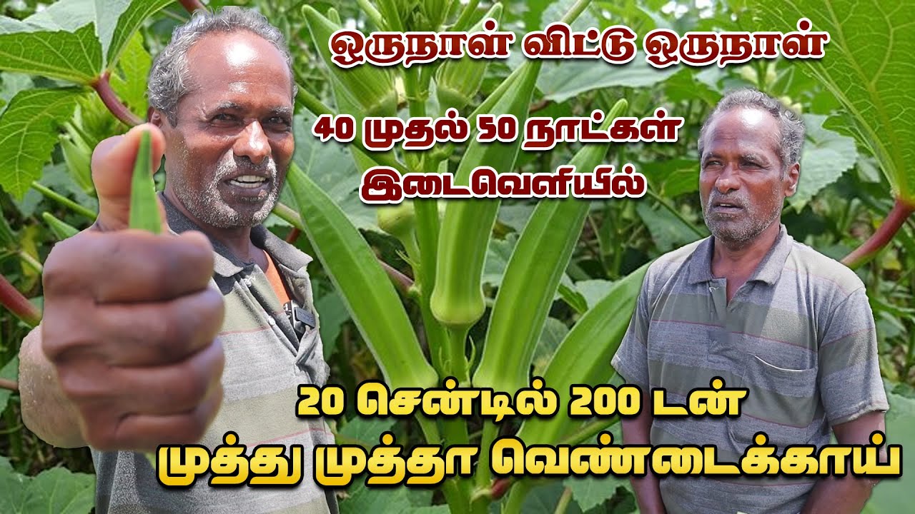 ஒருநாள் விட்டு ஒருநாள் 40 முதல் 50 நாட்கள் இடைவெளியில் முத்து முத்தா வெண்டைக்காய் #ladyfinger