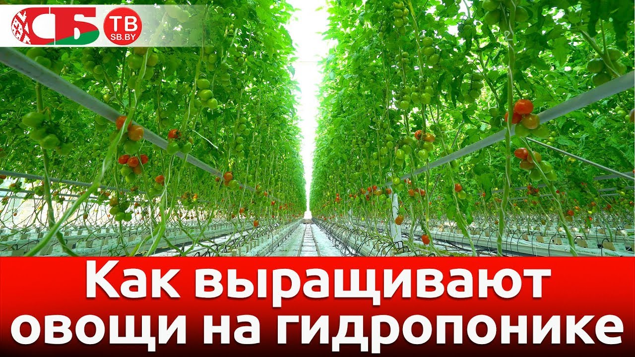 Как выращивают овощи на гидропонике | видео 4k UHD