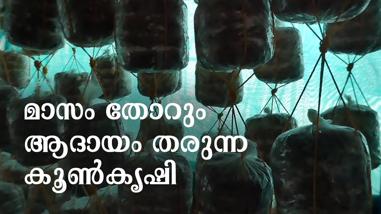 കൂണ്‍ ഒരു മാസം കൊണ്ട്‌ വിളവെടുക്കാം | Mushroom Farming