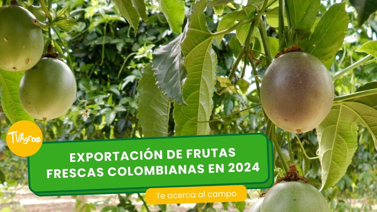 Exportaci&oacute;n de frutas frescas Colombianas en 2024- TvAgro por Juan Gonzalo Angel Restrepo