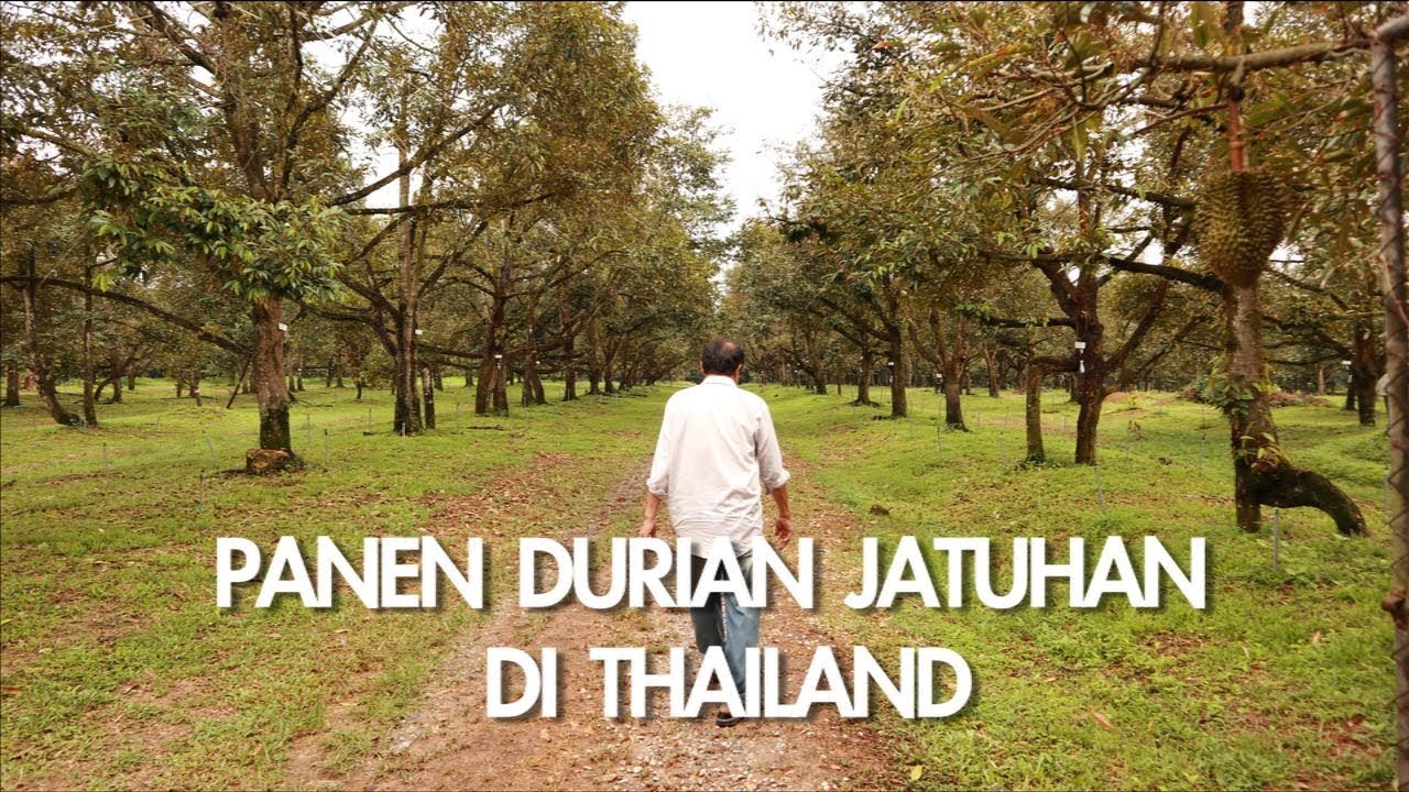 PANEN DURIAN DI THAILAND