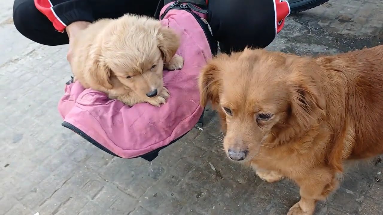 Собачий рынок Аль-Кариа 🐕‍🦺 в Касабланке 🇲🇦 2025 Малинуа 💥 Аргентинский дог 👍 Пекинес 😍 Маламут Х...