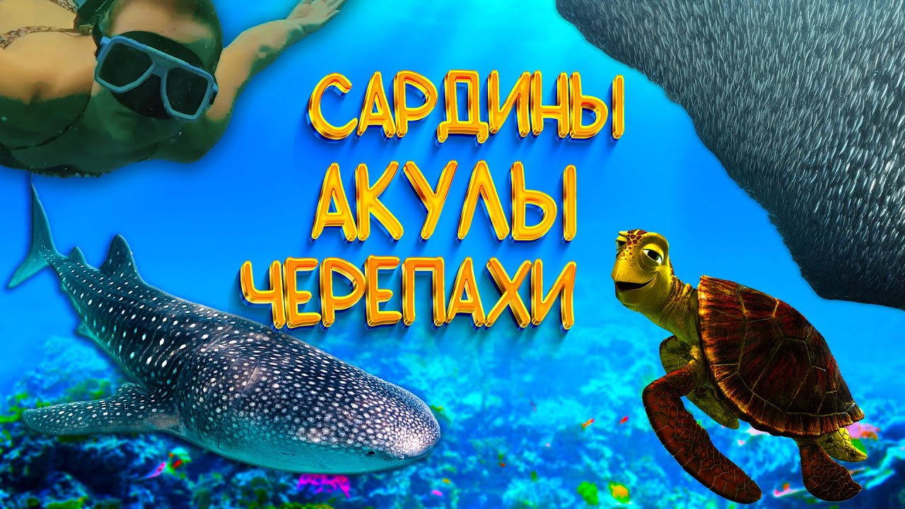Филиппины 2025 | Снорклинг на Филлипинах | Китовые акулы и сардины | Себу Филлипины | Моалбоал