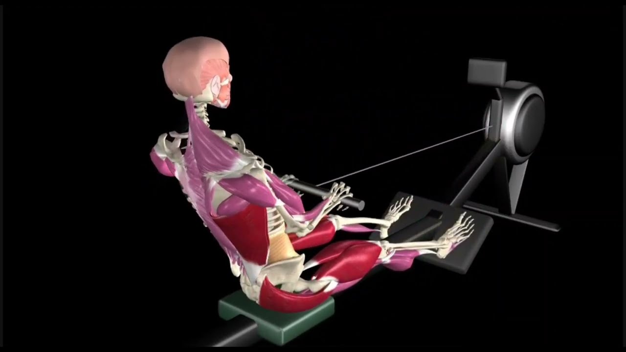 “Rowing Machine Guide | Proper Form, Target Muscles & Common Mistakes” | Ai Fit Studio