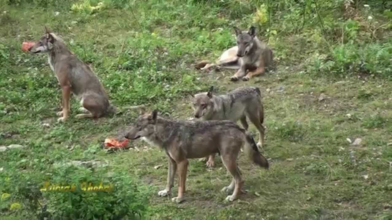 Parco Nazionale D'Abruzzo: la bellezza dei lupi