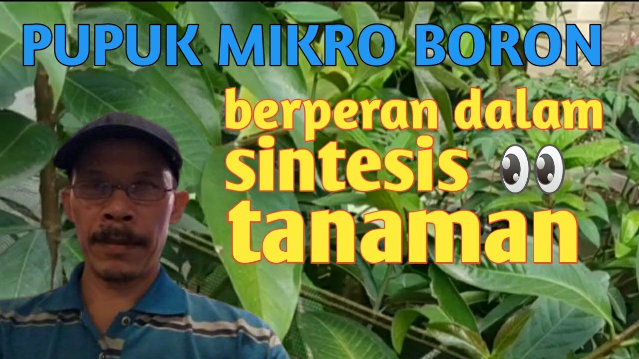 manfaat pupuk boron