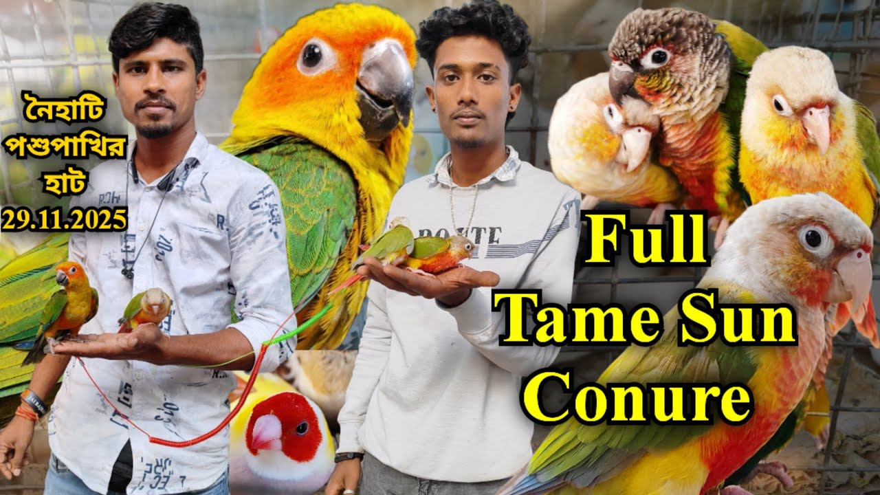 ।।Full Tame Sun Conure।।Part -2।।Naihati Pet Market✨।।Recent price of Cockatiel, Conure, Budgies।।