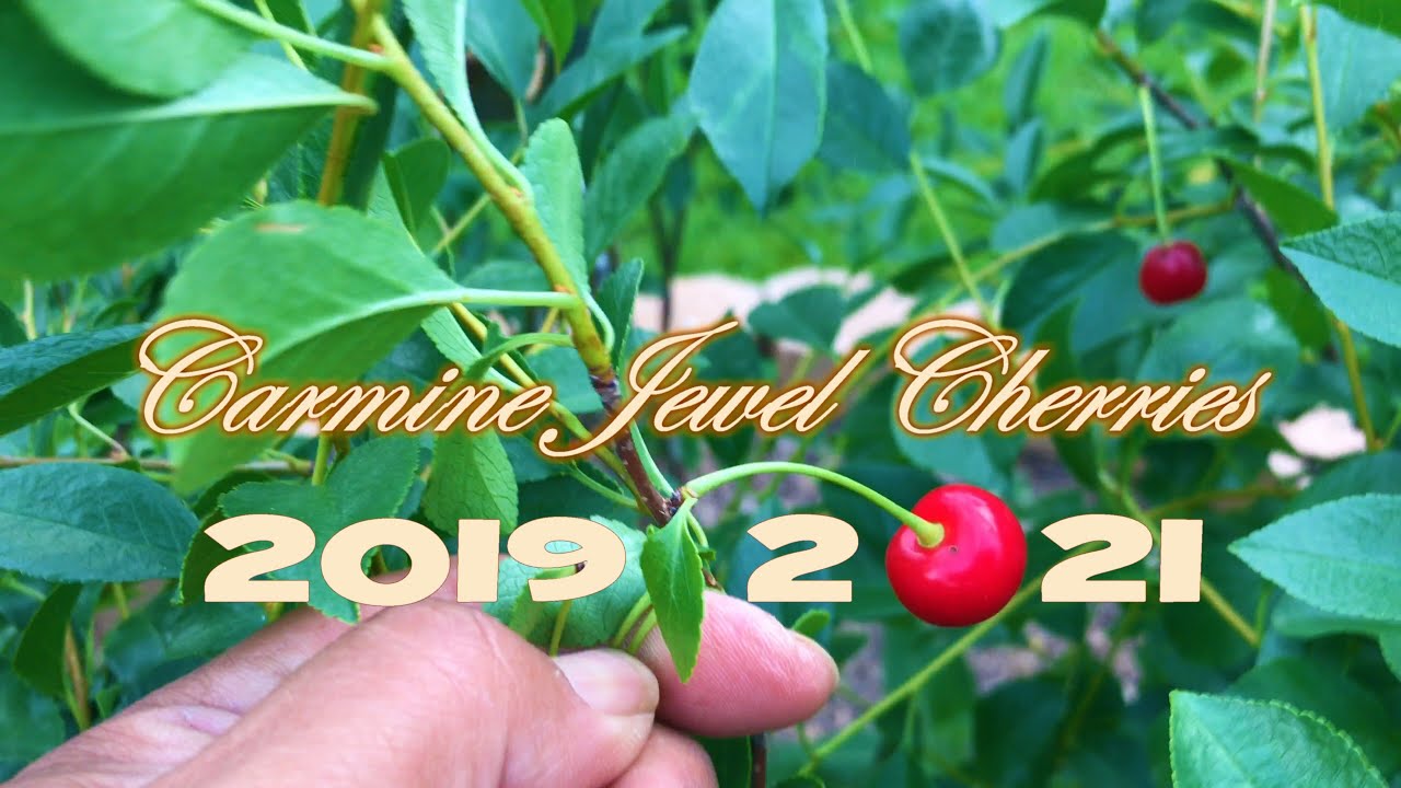 Cherry Carmine Jewel (Prunus Fruticosa x Cerasus) added in our Backyard Organic Garden