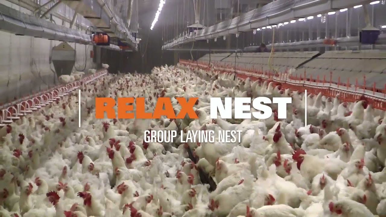 Relax Community Style Nest