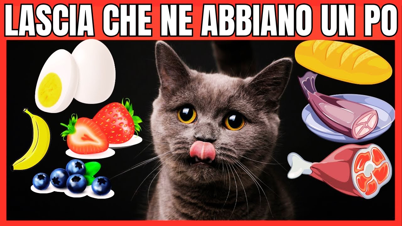 Cibi Umani Che Sono Davvero Buoni per i Gatti